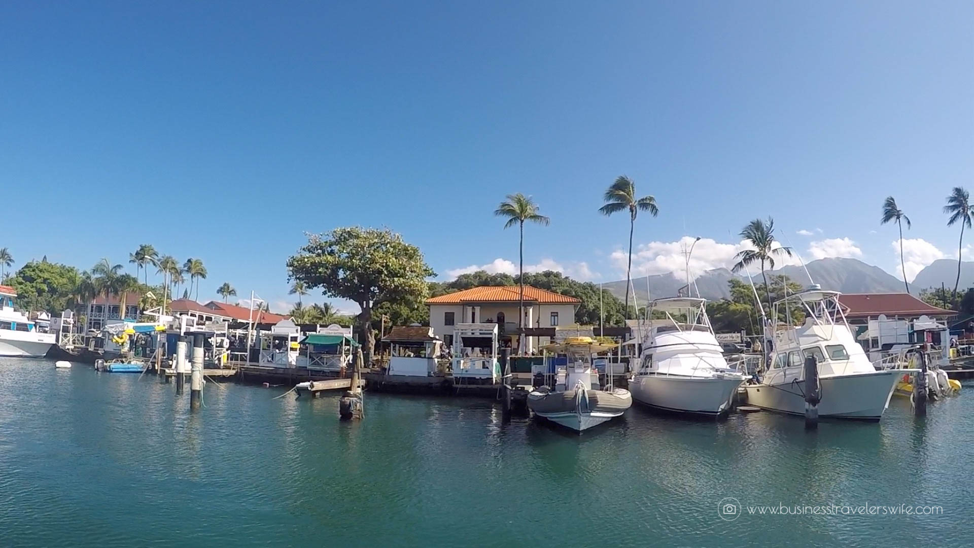 10 Things to Know Before You Go Whale Watching in Maui Hawaii Lahaina Bay Tours