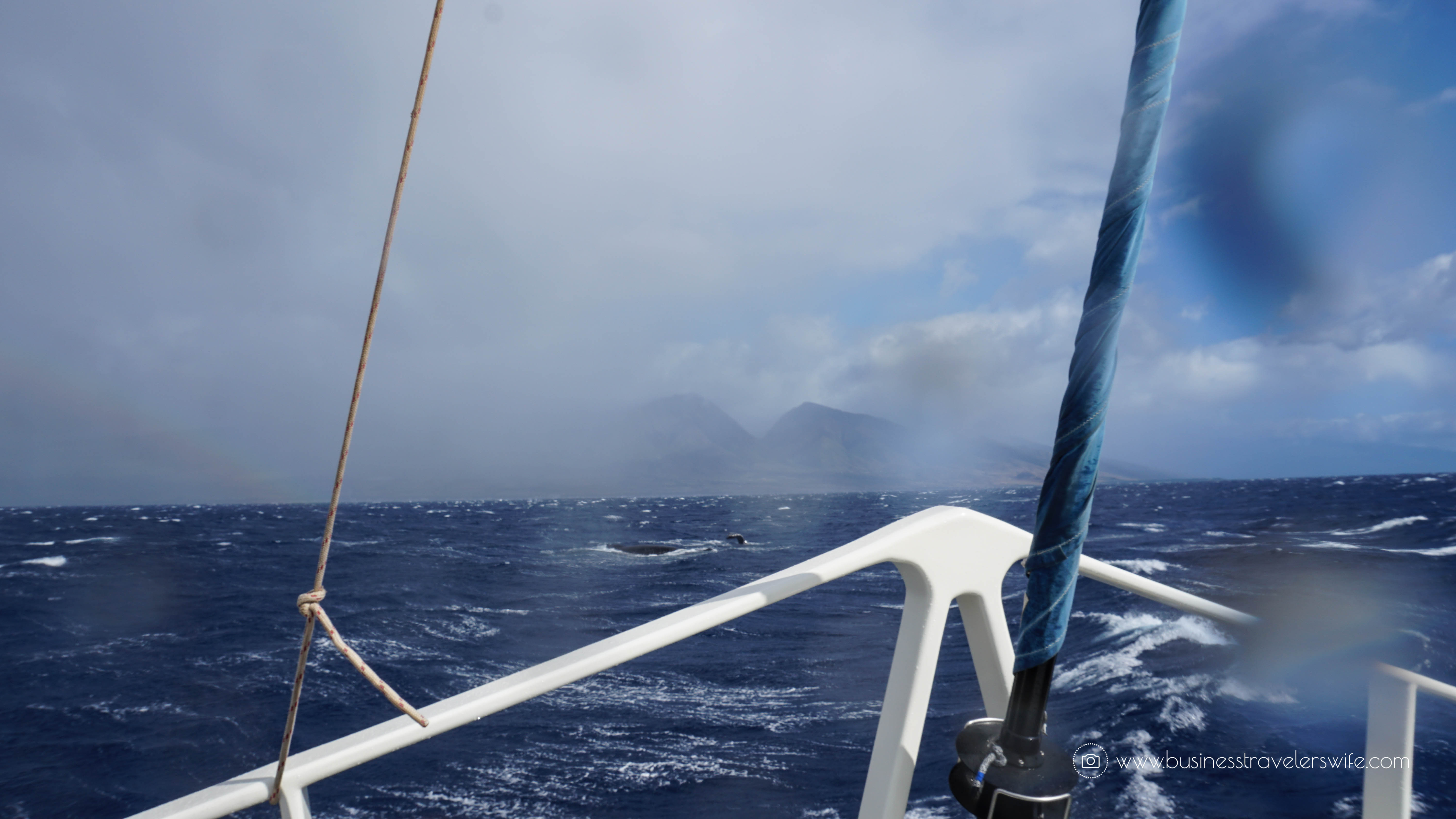 10 Things to Know Before You Go Whale Watching in Maui Hawaii humpback whale mountain