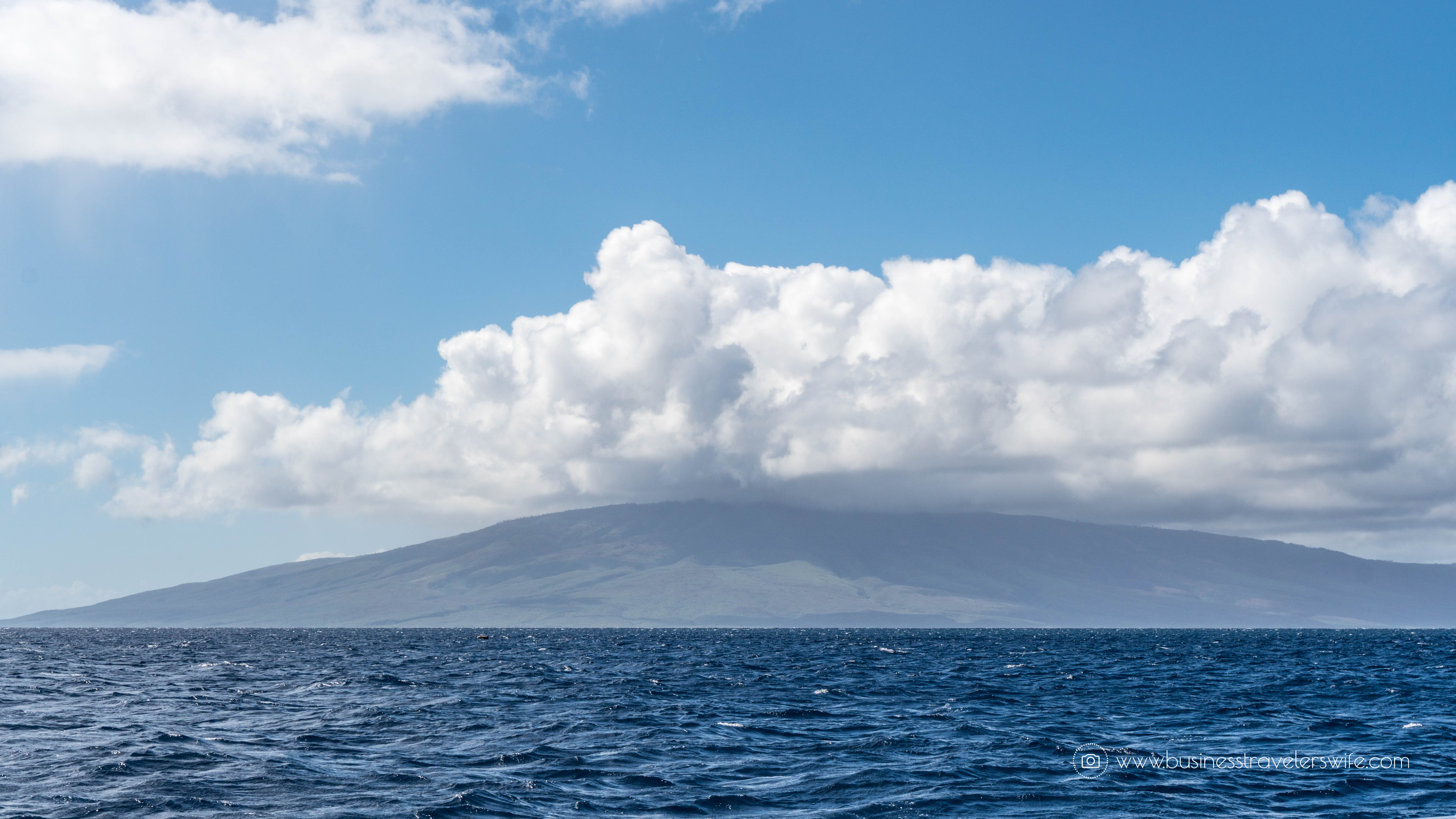 10 Things to Know Before You Go Whale Watching in Maui Hawaii