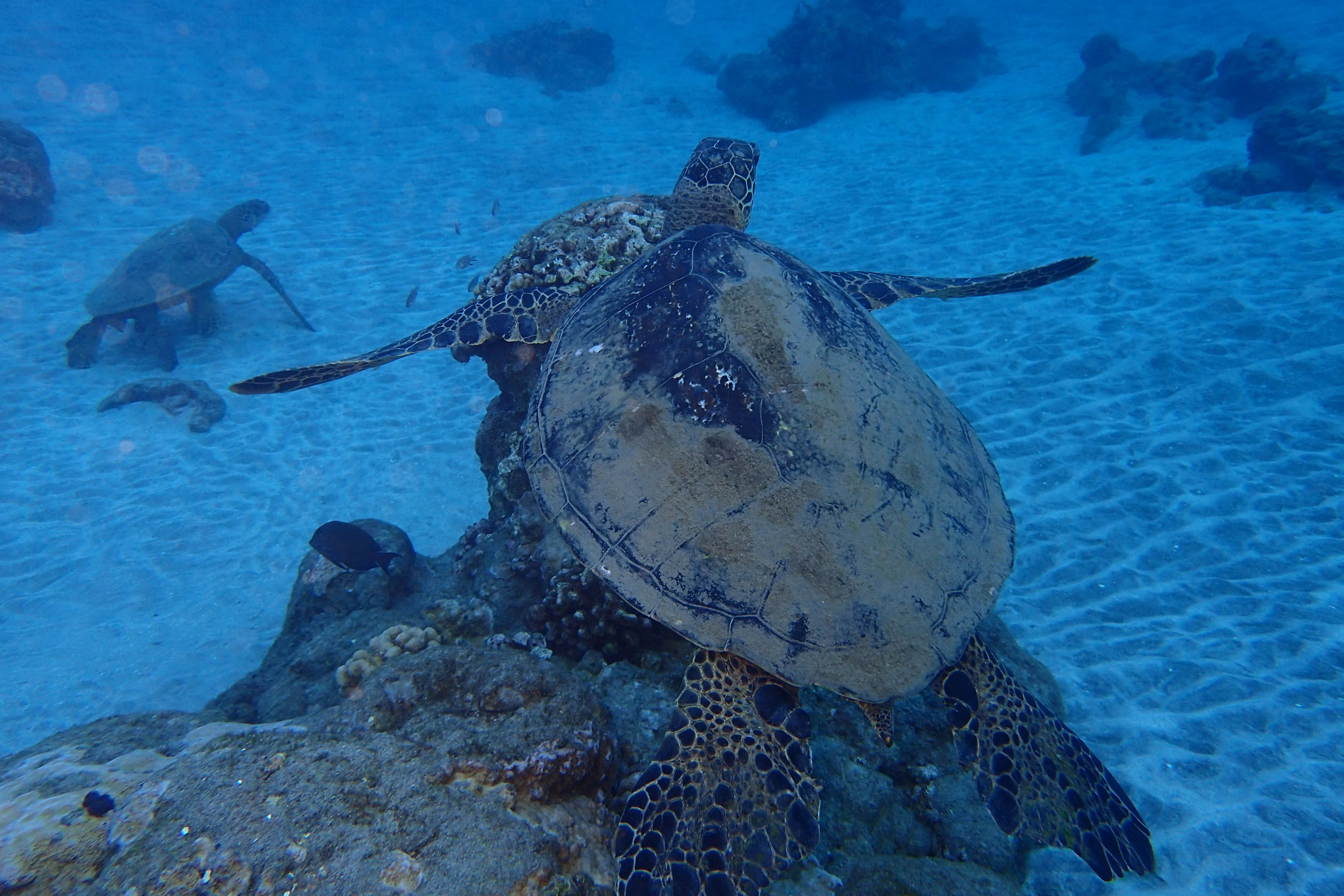 Kayak and Snorkel Tour in Maui, Hawaii with Maui Kayak Adventures