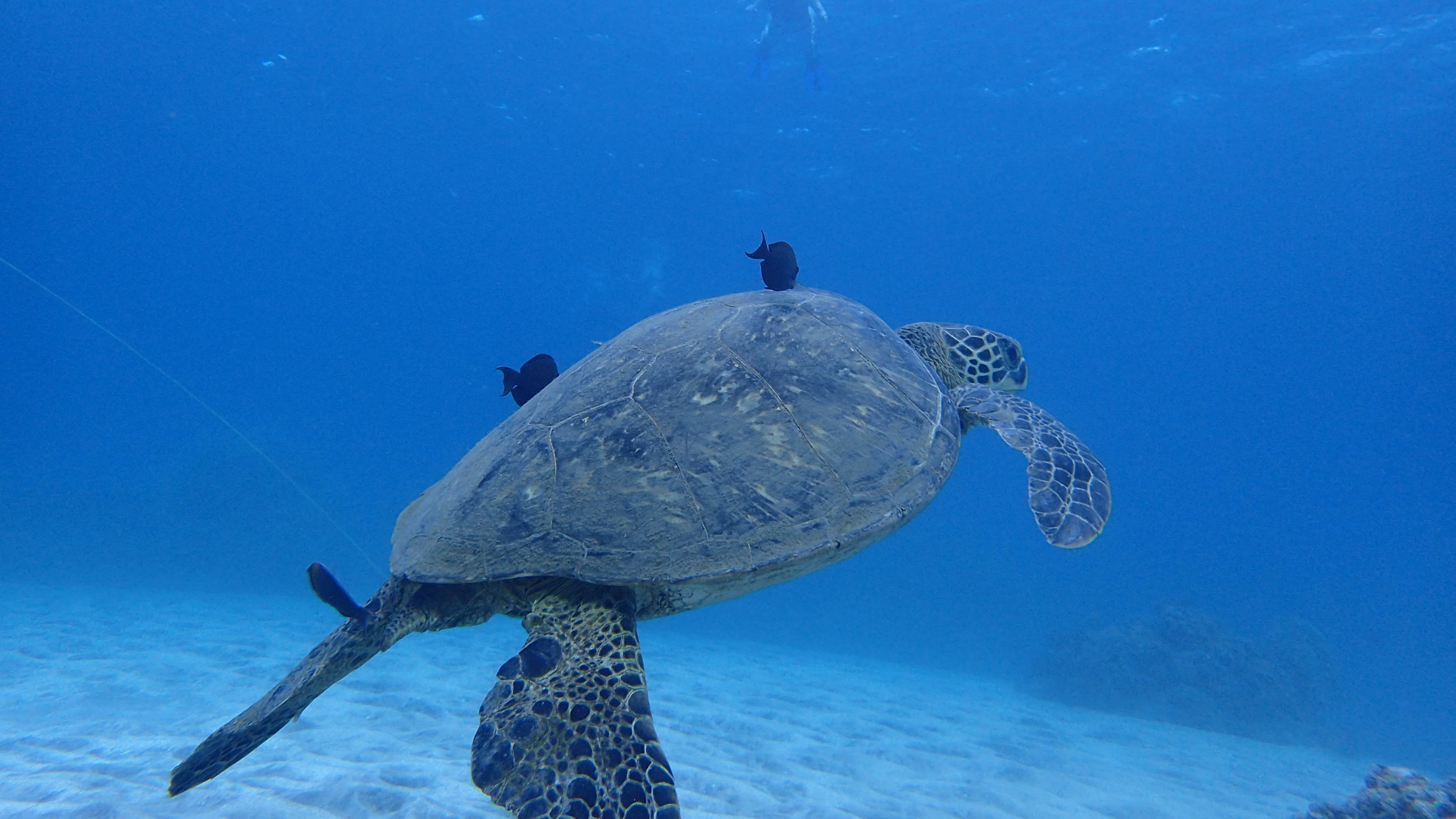 Kayak and Snorkel Tour in Maui, Hawaii with Maui Kayak Adventures