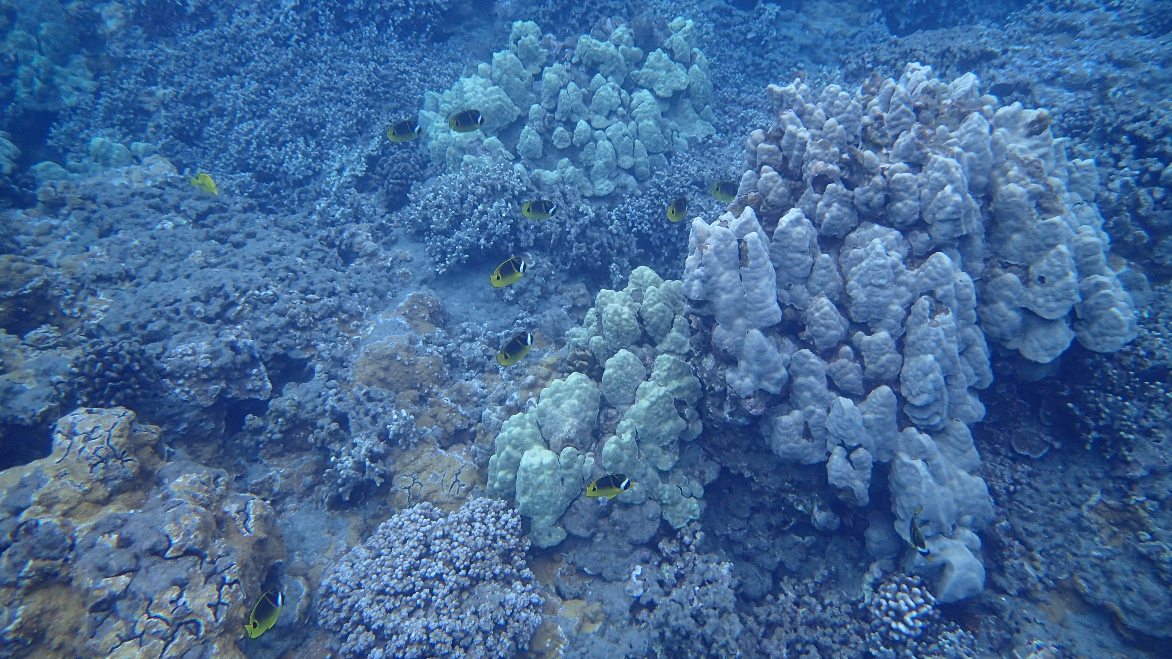 Kayak and Snorkel Tour in Maui, Hawaii with Maui Kayak Adventures