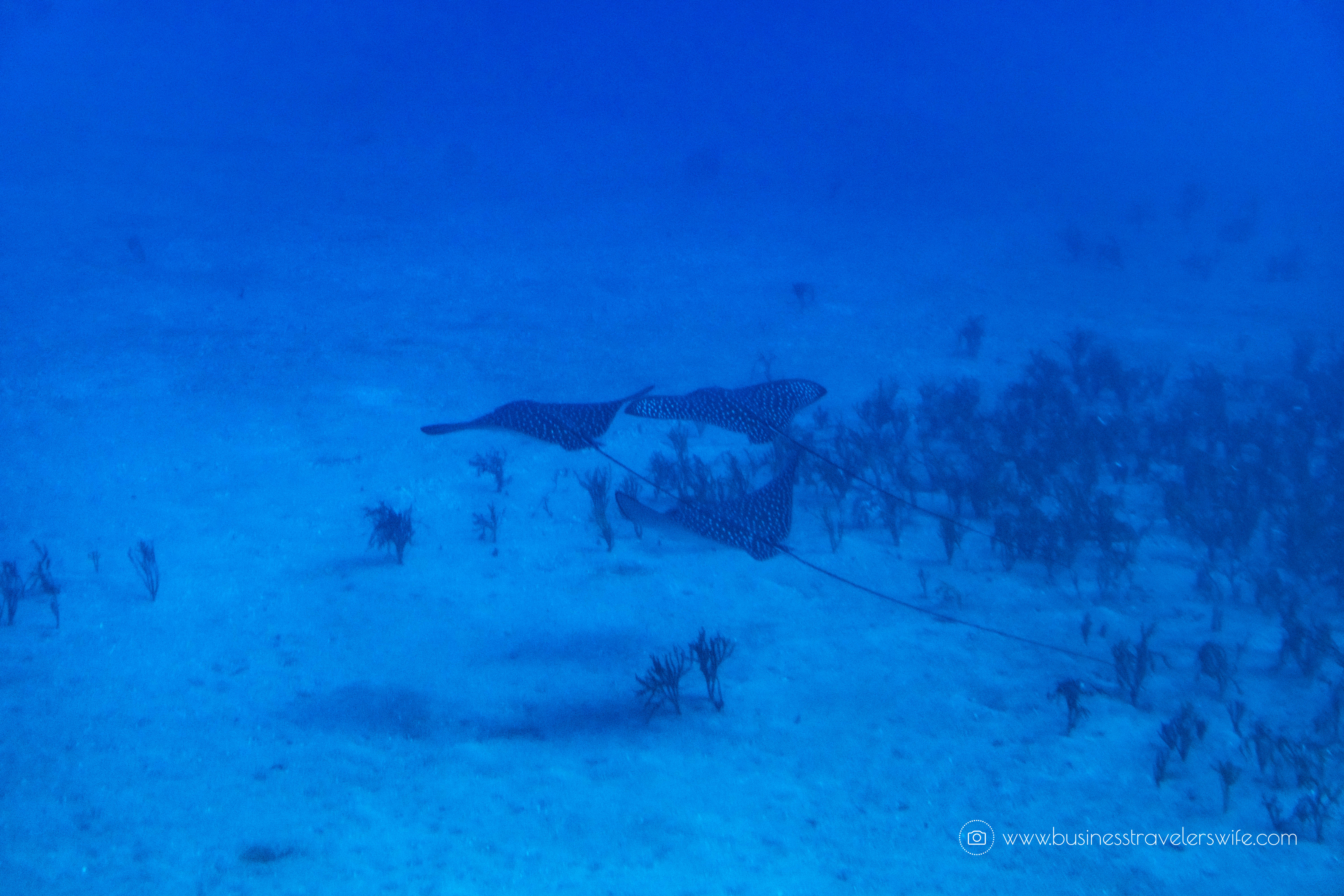 Crossing Off the Bucketlist- Ride a Submarine and Explore the Deep Sea Atlantis Submarines Anchor Underwater Adventure Spotted Eagle Rays-2
