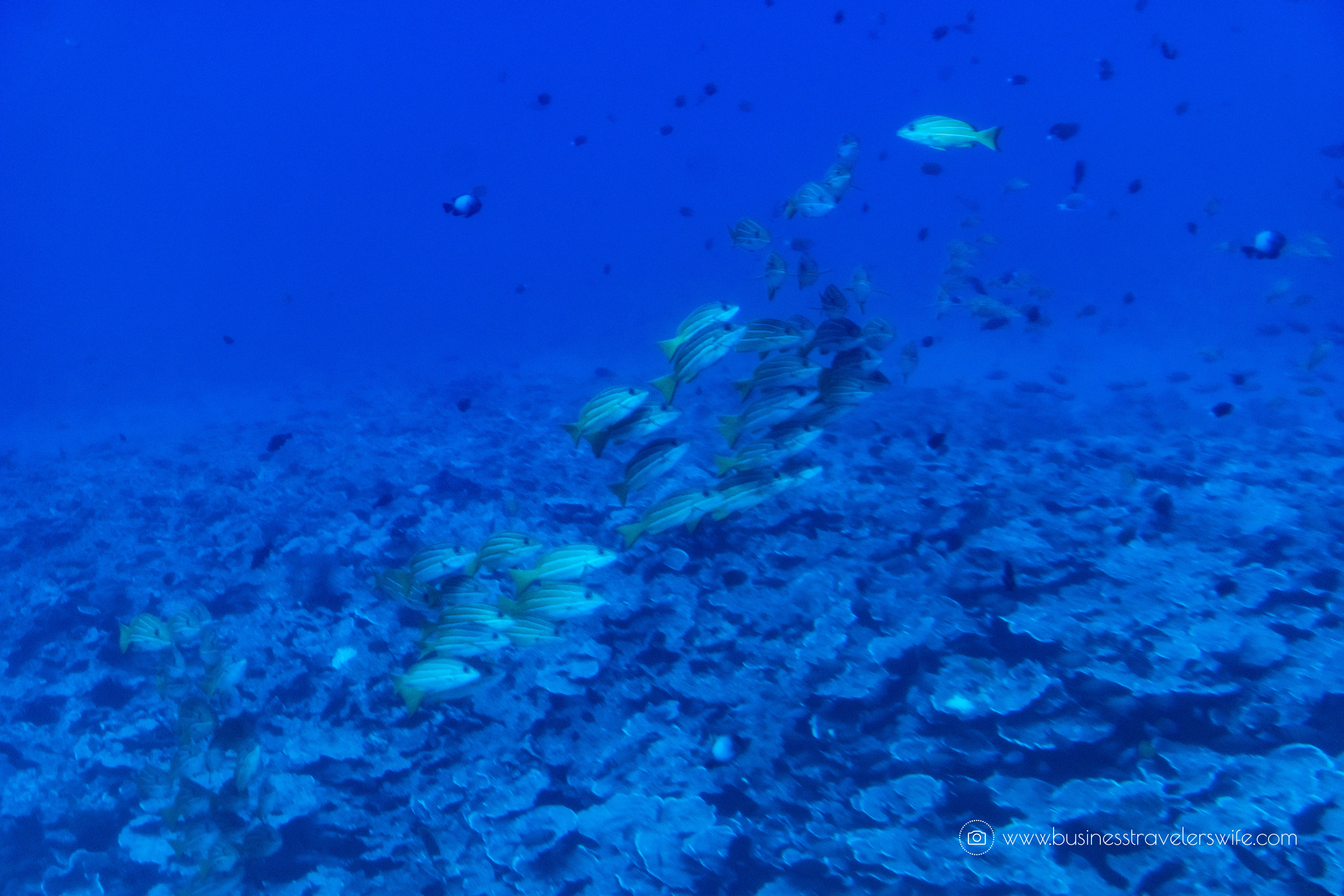 Crossing Off the Bucketlist- Ride a Submarine and Explore the Deep Sea Atlantis Submarines Anchor Underwater Adventure