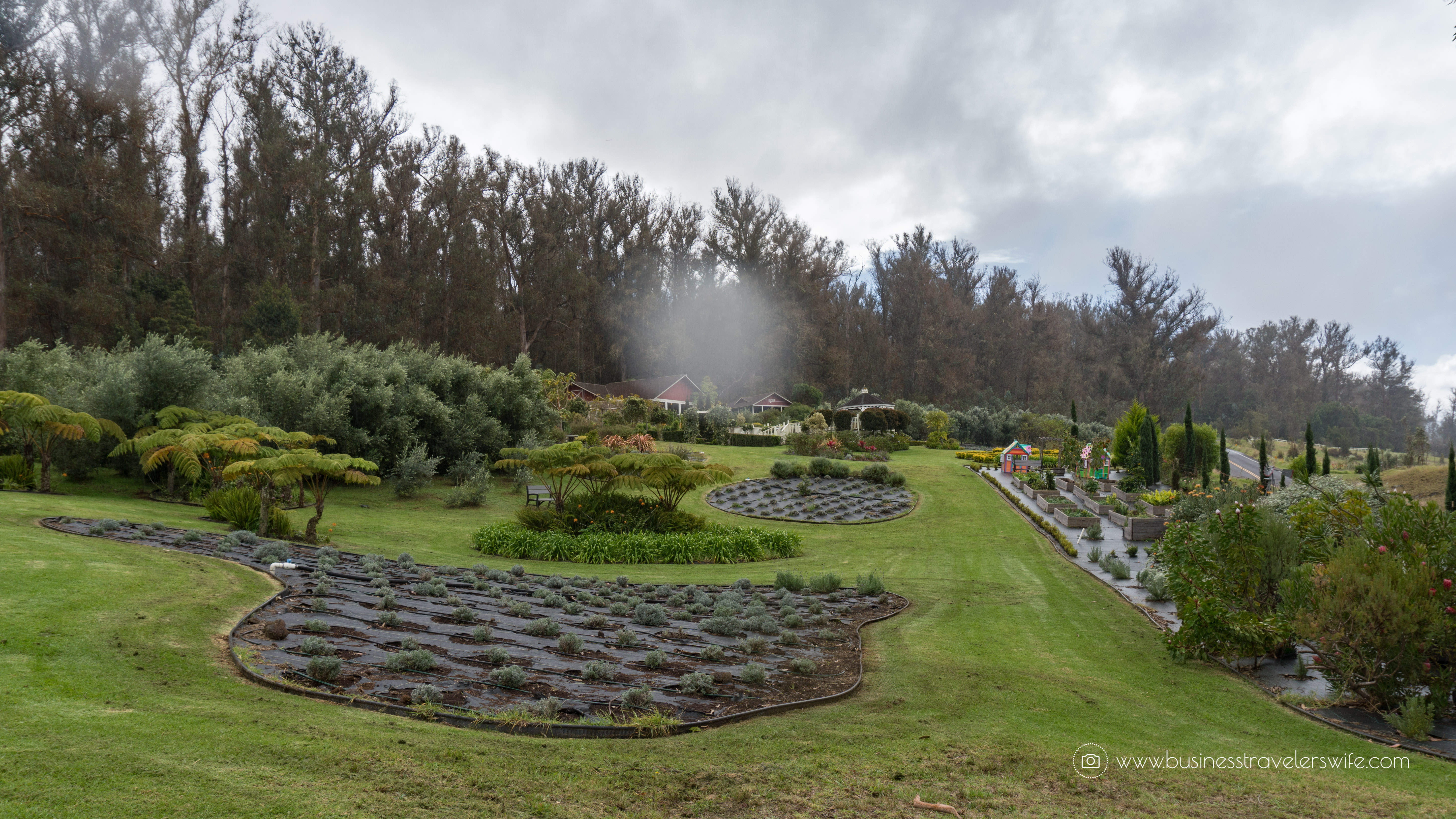Visiting Haleakala Crater, Iao Valley and Other Interesting Stops in Maui Valley Isle Excursions Tour Lunch Picnic at the Lavender Cafe & Farm Garden