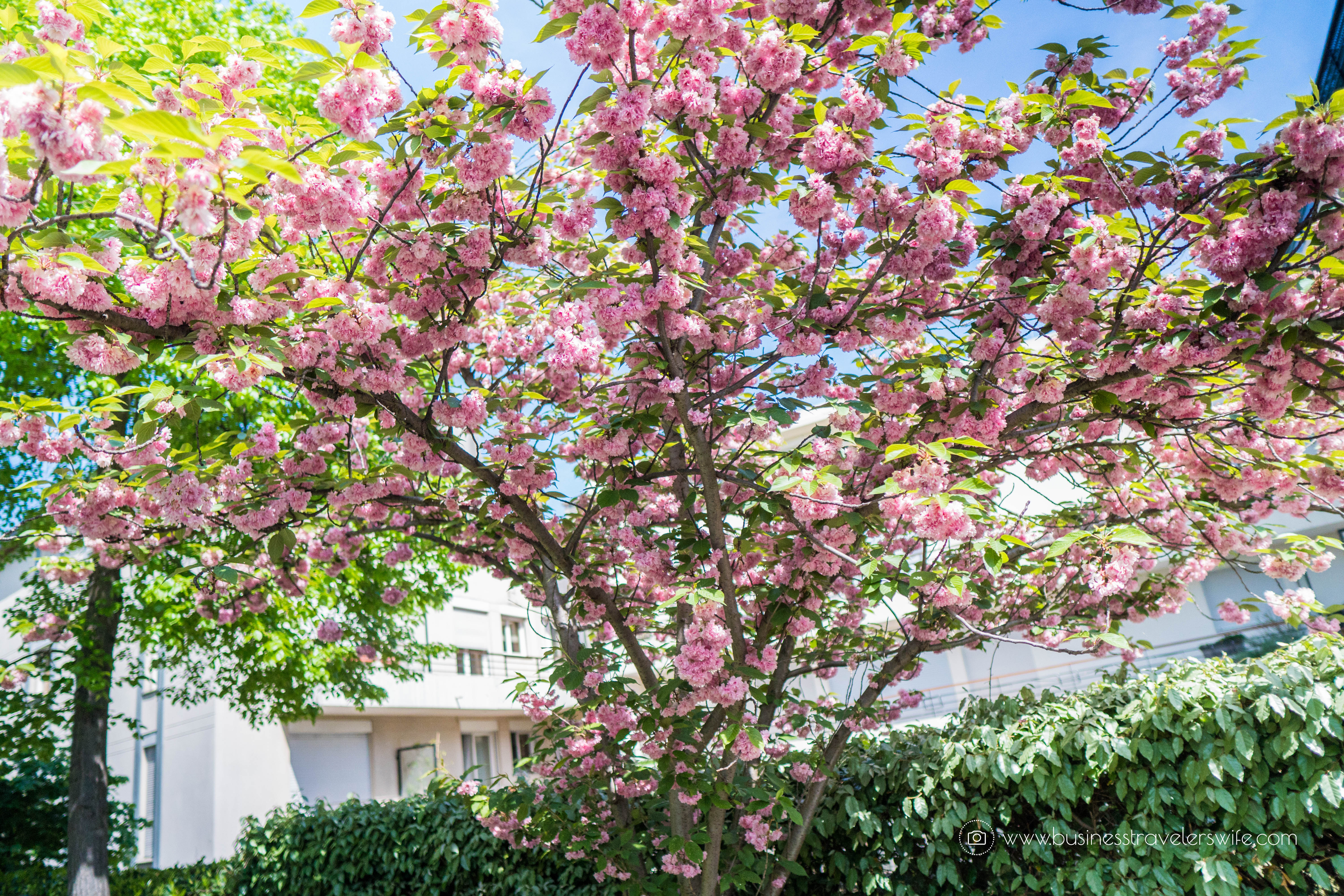 Beautiful Sights in Paris You Shouldn't Miss Promenade Plantee Cherry Blossoms